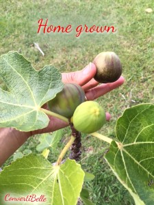 hm grown figs