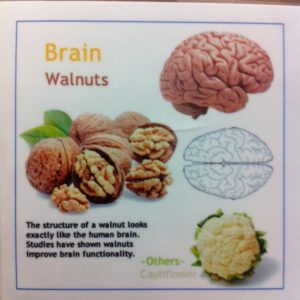 walnut - brain