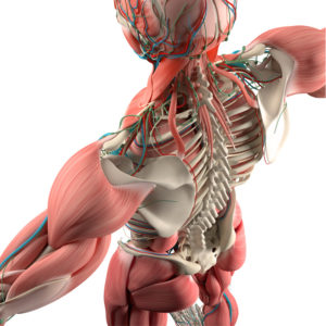 Human anatomy, back,torso, skeleton,muscle. High angle. On white studio background.