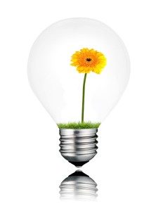 Light Bulb with Yellow Gerbera Flower Growing Inside Isolated